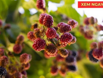 Thông tin doanh nghiệp - Loại quả vào mùa bán đầy chợ giúp xương khớp dẻo dai ít người biết