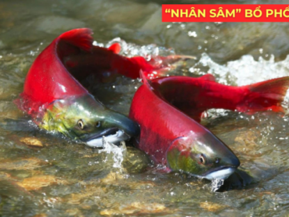 Thông tin doanh nghiệp - "Nhân sâm dưới nước" siêu đắt đỏ, được ví như “vàng lỏng” cho người đàm, ho, khó thở!