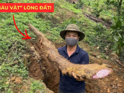 Thông tin doanh nghiệp - Việt Nam có một “báu vật dưới lòng đất” dài cả mét, tuy xấu xí nhưng siêu bổ dưỡng cho bàng quang!