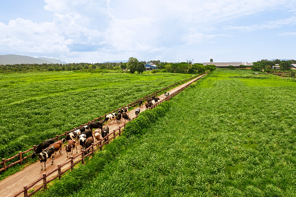 50 năm Vinamilk: Hành trình không ngừng nâng chuẩn - 2