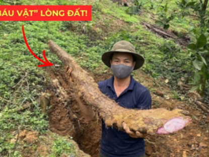 Thông tin doanh nghiệp - Việt Nam có một “báu vật dưới lòng đất” dài cả mét, tuy xấu xí nhưng siêu bổ dưỡng cho bàng quang!