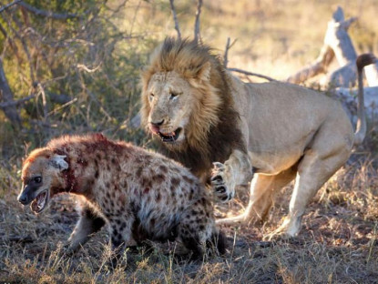 Video - Những trận chiến &quot;một mất một còn&quot; của linh cẩu và sư tử