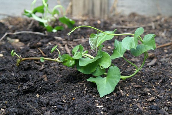6 loại rau nhặt lá xong đừng vứt cành đi, đem cắm xuống đất quanh năm có rau ăn - 5