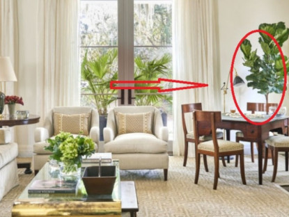 Gia đình - Đặt cây cảnh trong phòng khách cần tránh 3 vị trí này, làm được Thần Tài ghé chơi thường xuyên