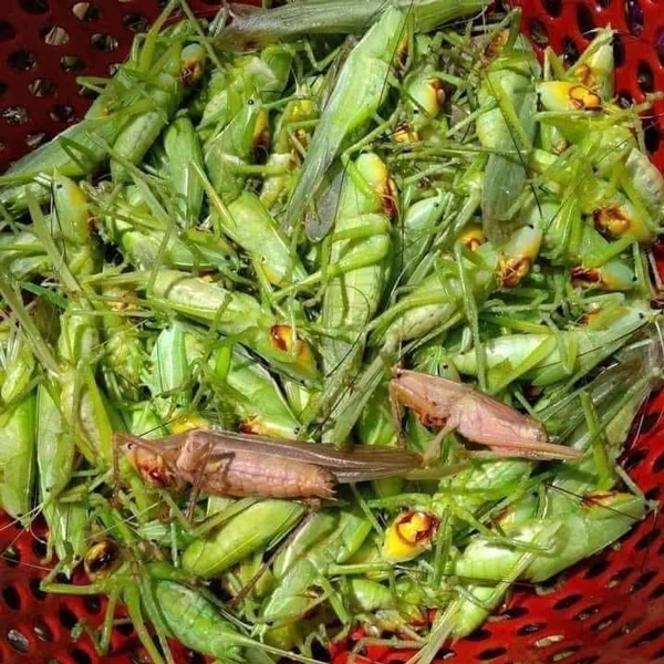 Con vật chỉ sống ngoài ruộng giá bán đắt đỏ, dân muốn mua cũng khó - 1