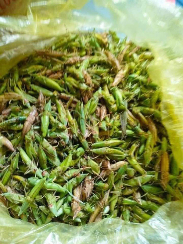 Con vật chỉ sống ngoài ruộng giá bán đắt đỏ, dân muốn mua cũng khó - 2