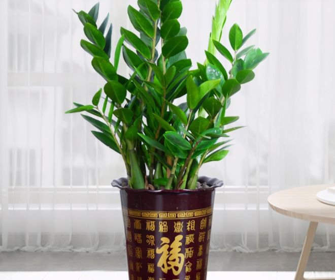 3 loại cây này không sợ bị chết cóng, luôn xanh tươi trong thời tiết lạnh giá - 1