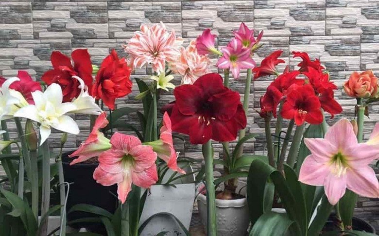 4 loại cây nở hoa đúng dịp Tết gọi phước lộc vào nhà, bây giờ nên trồng ngay - 4