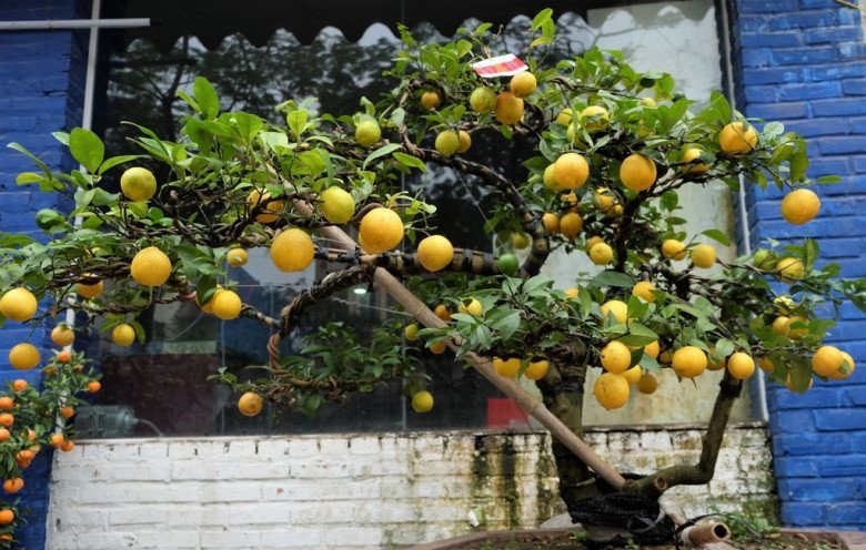 Trước nhà trồng 10 loại cây này, tài lộc về như thác lũ, gia chủ nghèo khó cũng hóa giàu sang - 10