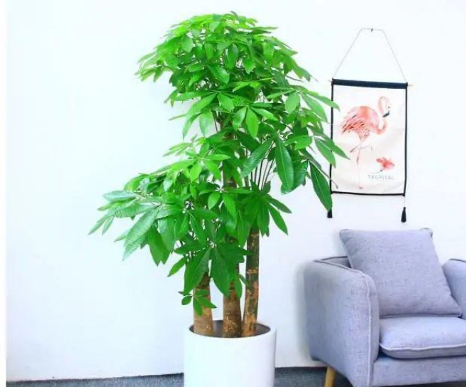 3 loại hoa này là máy tạo ẩm mini, chưng một chậu trong phòng cả nhà đều khỏe - 1