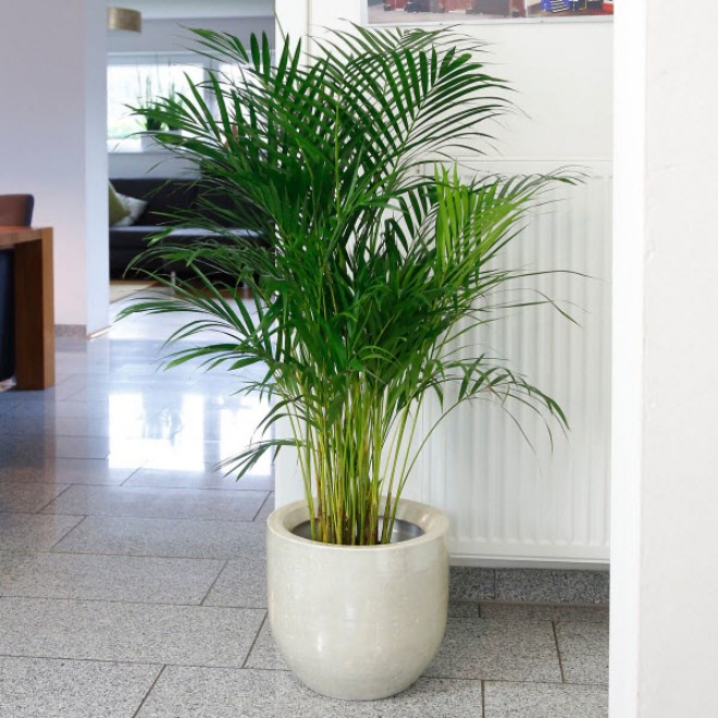 3 loại hoa này là máy tạo ẩm mini, chưng một chậu trong phòng cả nhà đều khỏe - 4