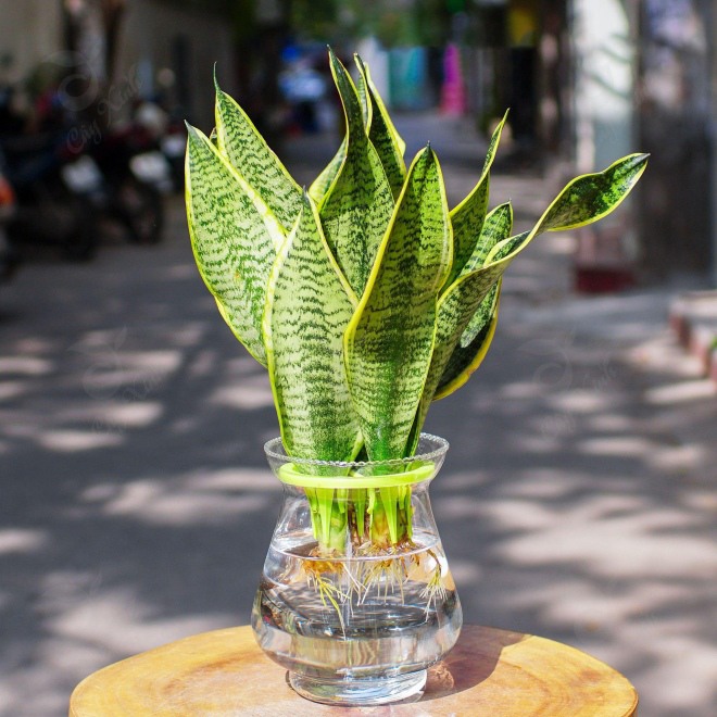 3 loại hoa này là máy tạo ẩm mini, chưng một chậu trong phòng cả nhà đều khỏe - 3