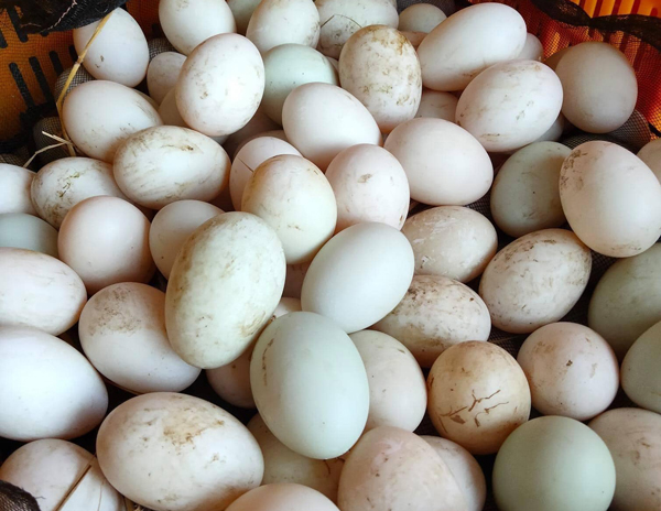 Nghịch lý: Trứng vịt tăng giá “chóng mặt”, dân nuôi vẫn thở dài - 2