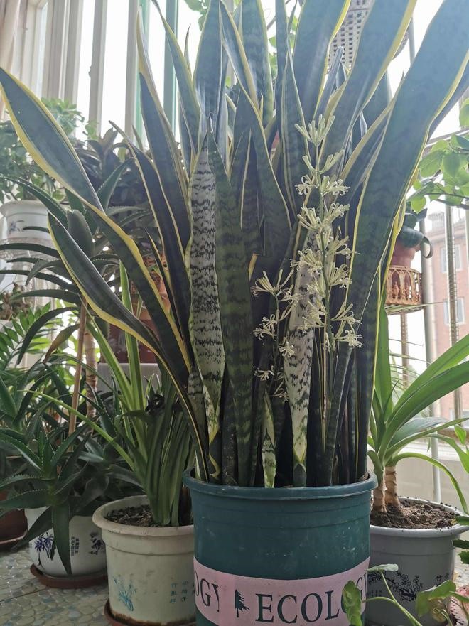 Trong nhà có 4 tín hiệu này, chúc mừng gia đình bạn sắp gặp may, chuẩn bị “túi ba gang mà đựng vàng” - 1