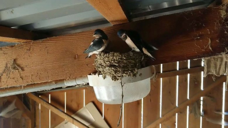 Trong nhà có 4 tín hiệu này, chúc mừng gia đình bạn sắp gặp may, chuẩn bị “túi ba gang mà đựng vàng” - 4