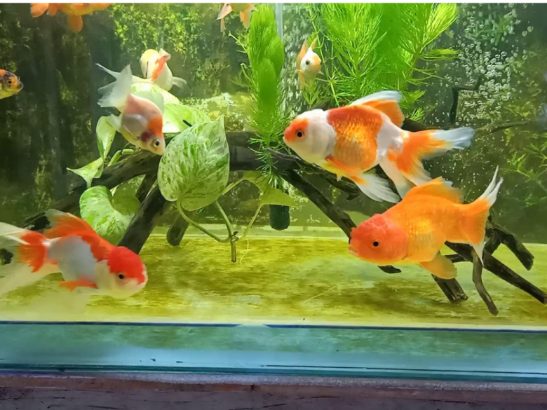 Trong nhà có 4 tín hiệu này, chúc mừng gia đình bạn sắp gặp may, chuẩn bị “túi ba gang mà đựng vàng” - 2