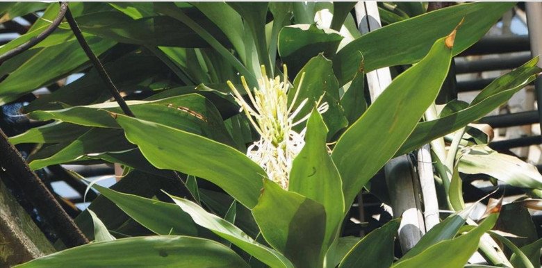 Cây trúc phát tài phát triển với tốc độ “rùa bò”, thêm 2 thứ này vào chậu hoa nở trắng muốt, gọi lộc vào nhà - 4