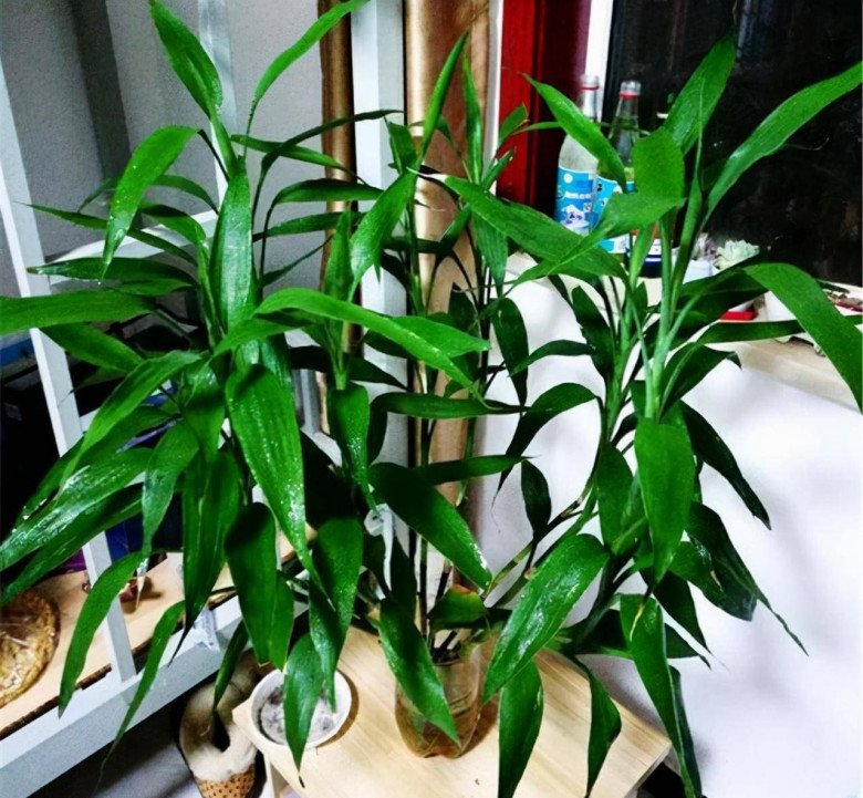 Cây trúc phát tài phát triển với tốc độ “rùa bò”, thêm 2 thứ này vào chậu hoa nở trắng muốt, gọi lộc vào nhà - 1