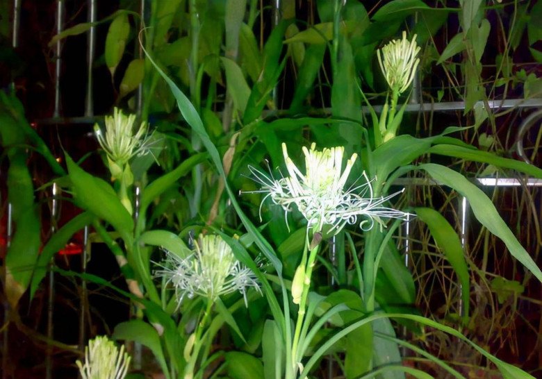 Cây trúc phát tài phát triển với tốc độ “rùa bò”, thêm 2 thứ này vào chậu hoa nở trắng muốt, gọi lộc vào nhà - 2