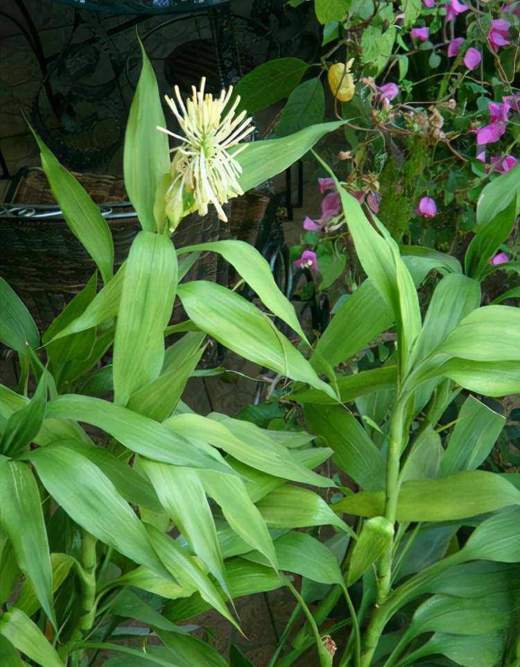 Cây trúc phát tài phát triển với tốc độ “rùa bò”, thêm 2 thứ này vào chậu hoa nở trắng muốt, gọi lộc vào nhà - 3