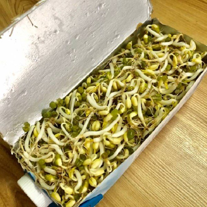 Nhà có hộp sữa uống hết hãy tận dụng trồng giá, sau 4 ngày có ngay giá sạch để ăn - 4