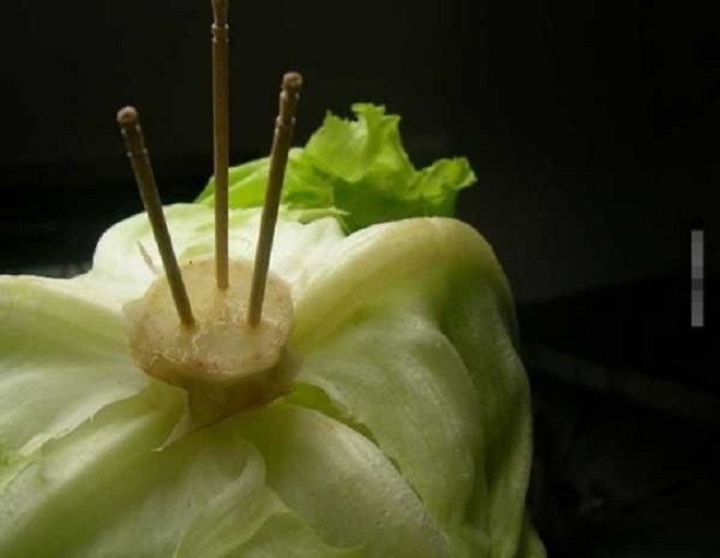 Nàng dâu “rảnh” cắm tăm vào cuống rau xà lách, mẹ chồng không mắng còn nức nở khen hay - 1