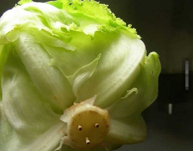 Nàng dâu “rảnh” cắm tăm vào cuống rau xà lách, mẹ chồng không mắng còn nức nở khen hay - 2