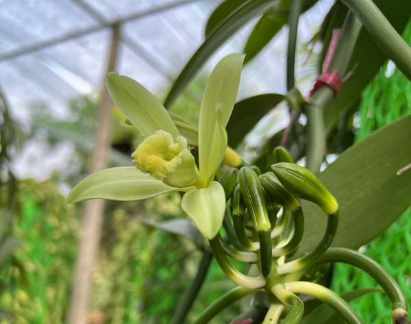 Ít ai biết quả của cây lan này được bán với giá đến 20 triệu đồng/kg - 1