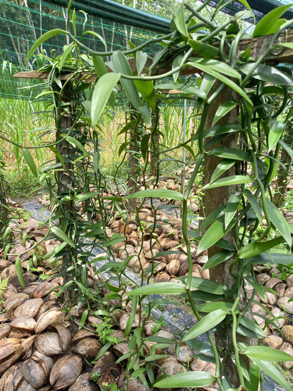 Ít ai biết quả của cây lan này được bán với giá đến 20 triệu đồng/kg - 2