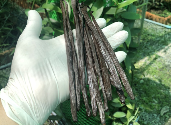 Ít ai biết quả của cây lan này được bán với giá đến 20 triệu đồng/kg - 3