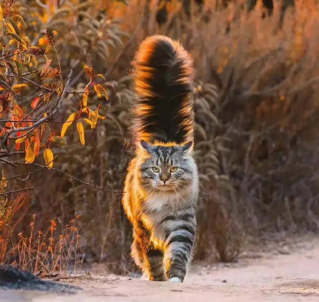 Trắc nghiệm tâm lý: Bạn đã thấy gì ngay từ cái nhìn đầu tiên? - 1