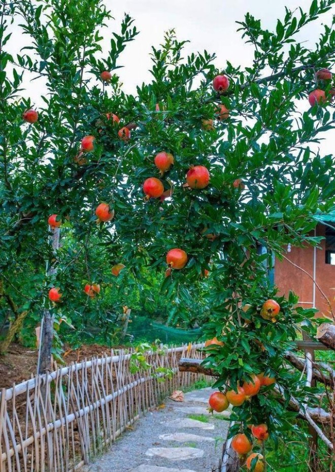 Gia đình nào trồng loại cây này con cháu không giỏi cũng giàu, cây trĩu quả càng là điềm lành - 1