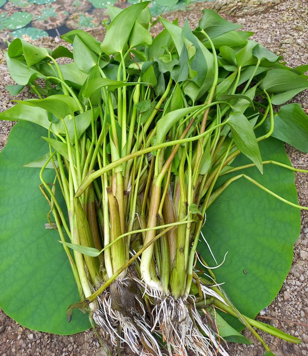 Loại cây mọc dại đầy đồng nay thành đặc sản, giá lên đến 70.000 đồng/kg - 1