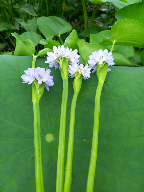 Loại cây mọc dại đầy đồng nay thành đặc sản, giá lên đến 70.000 đồng/kg - 2