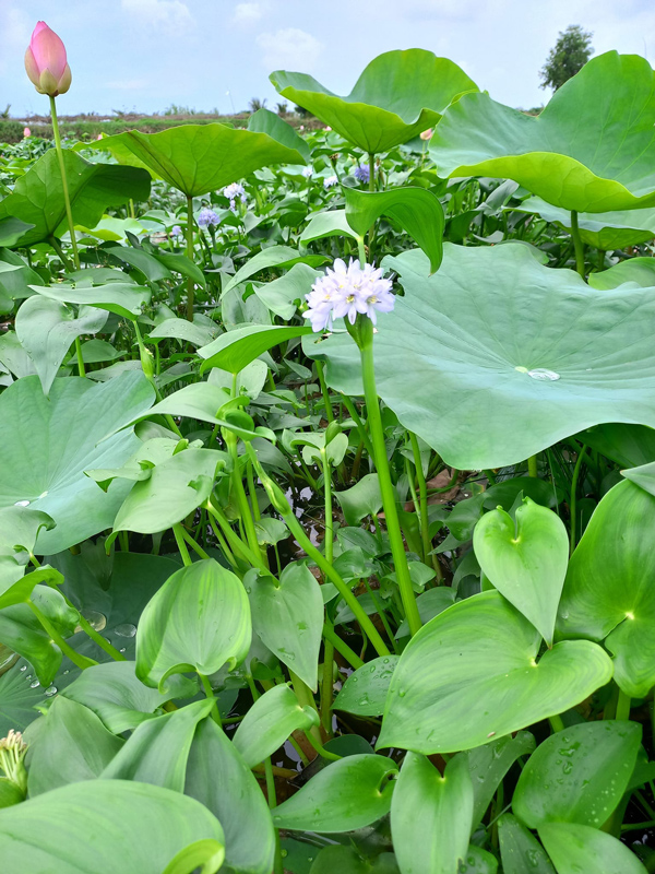 Loại cây mọc dại đầy đồng nay thành đặc sản, giá lên đến 70.000 đồng/kg - 3