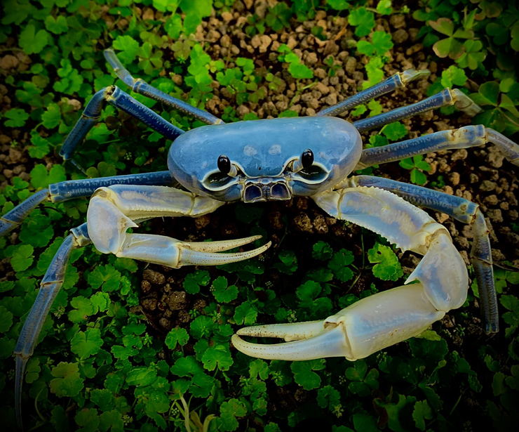 Raising "strange" crabs is not for eating, 8x earns hundreds of millions per month - 10
