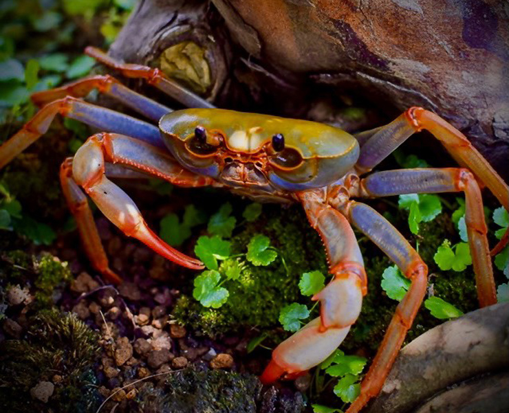 Raising "strange" crabs is not for eating, 8x earns hundreds of millions per month - 11