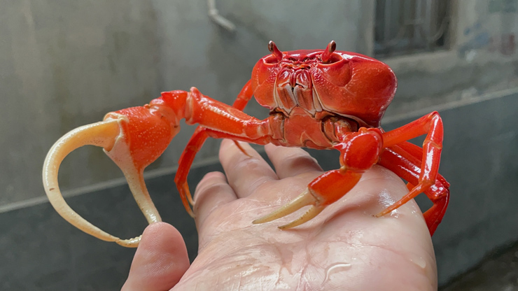Raising "strange" crabs is not for eating, 8x earns hundreds of millions per month - 14