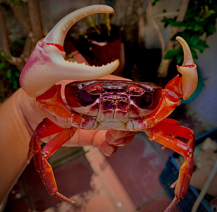 Raising "strange" crabs is not for eating, 8x earns hundreds of millions per month - 3