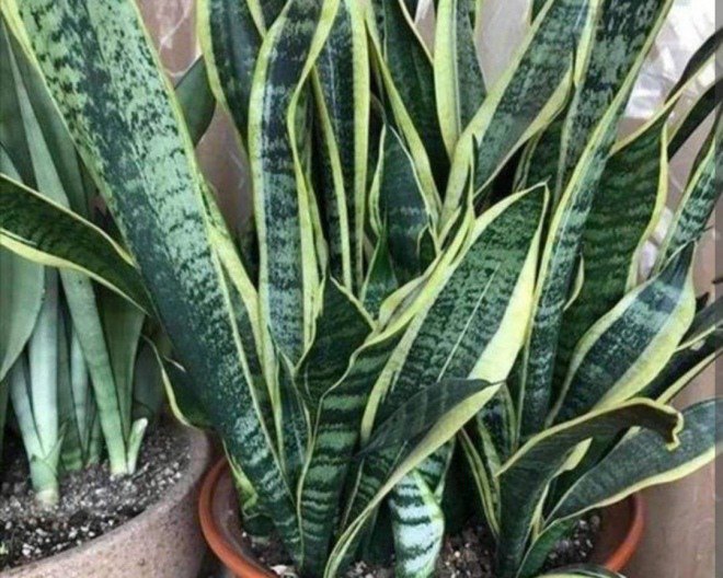 3 loại cây rất thích “thưởng trà”, cứ 7 ngày uống một ngụm lá xanh như ngọc bích - 5