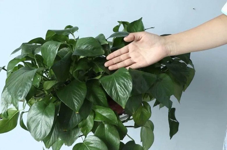 3 loại cây rất thích “thưởng trà”, cứ 7 ngày uống một ngụm lá xanh như ngọc bích - 3