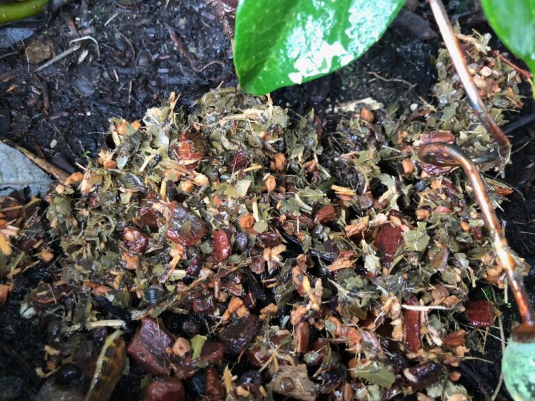 3 loại cây rất thích “thưởng trà”, cứ 7 ngày uống một ngụm lá xanh như ngọc bích - 2