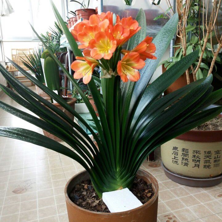 3 loại cây rất thích “thưởng trà”, cứ 7 ngày uống một ngụm lá xanh như ngọc bích - 4