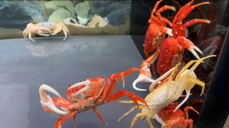 Raising "strange" crabs is not for eating, 8x earns hundreds of millions per month - 5