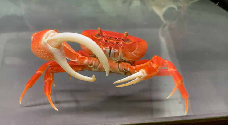 Raising "strange" crabs is not for eating, 8x earns hundreds of millions per month - 6
