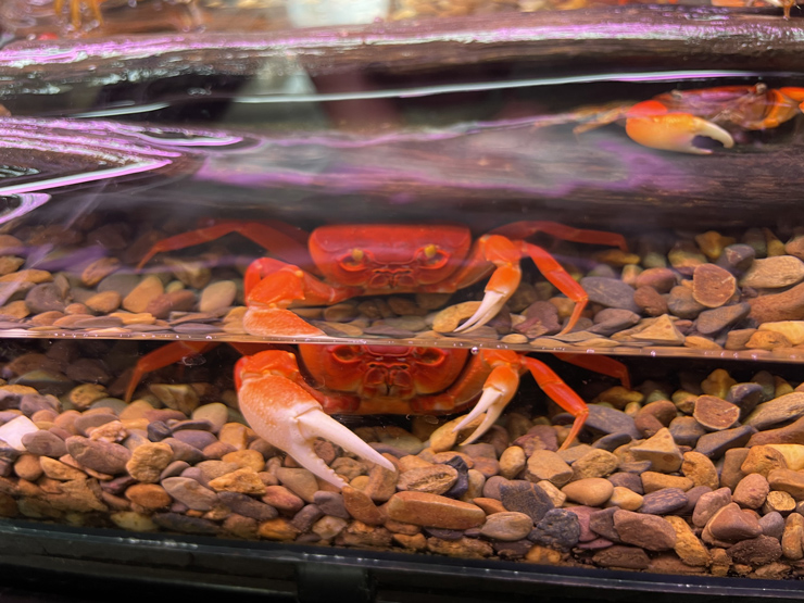 Raising "strange" crabs is not for eating, 8x earns hundreds of millions per month - 8