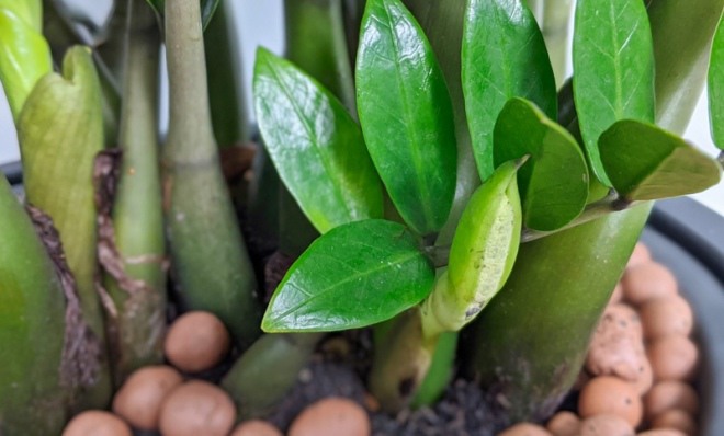 Muốn kim tiền "béo mập" cứ 10 ngày thêm 1 thìa nước này, chồi và rễ vươn ra như nấm - 1