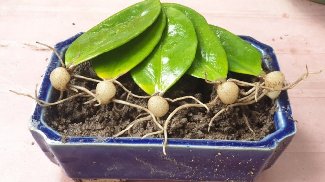 Muốn kim tiền "béo mập" cứ 10 ngày thêm 1 thìa nước này, chồi và rễ vươn ra như nấm - 3