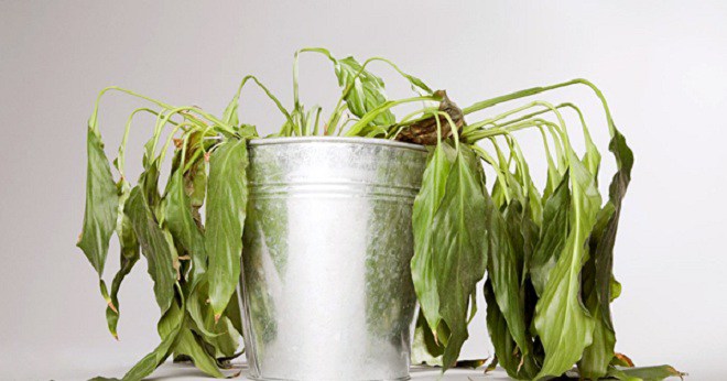 4 kiêng kỵ khi trồng cây trước cửa, làm đúng tài lộc chảy ào ào vào nhà, vận xui tránh xa - 2