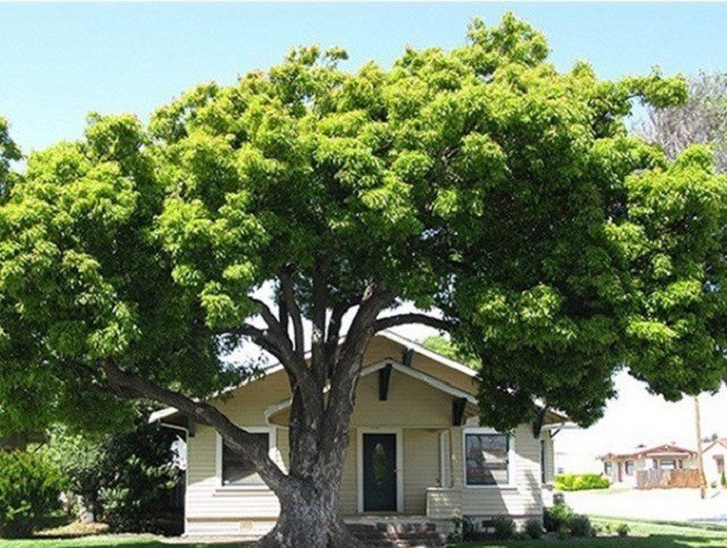 4 kiêng kỵ khi trồng cây trước cửa, làm đúng tài lộc chảy ào ào vào nhà, vận xui tránh xa - 1